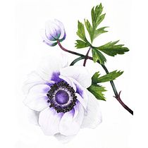 Mein Kursprojekt: Realistische Blumenaquarelle. Traditional illustration, Painting, Drawing, Watercolor Painting, and Botanical Illustration project by Tanni Lein - 03.06.2022