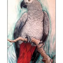 Cenerino. Ilustração tradicional, Pintura em aquarela, Desenho realista e Ilustração naturalista projeto de Matteo Macchi - 06.03.2022