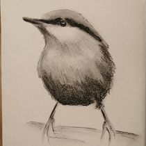 Il mio progetto del corso: Acquerello artistico per illustrazione di animali: gli uccelli. Traditional illustration, Watercolor Painting, Realistic Drawing, and Naturalistic Illustration project by Antonella Vignati - 03.06.2022