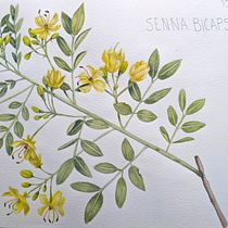 Mi Proyecto del curso: Ilustración botánica con acuarela. Un progetto di Illustrazione tradizionale, Belle arti, Pittura, Disegno, Pittura ad acquerello e Illustrazione botanica di Maria Lopez Zuloaga - 07.03.2022