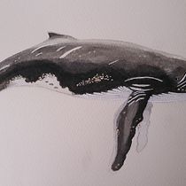 Mi Proyecto del curso: Técnicas de ilustración naturalista: ballenas en acuarela. Un progetto di Illustrazione tradizionale, Design di poster , Illustrazione digitale e Manga di Valentina Araya - 11.02.2022