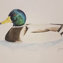 Duck. Traditional illustration, Watercolor Painting, Realistic Drawing, and Naturalistic Illustration project by drwal88 - 03.09.2022
