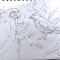 My project for course: Illustrating Nature: A Creative Exploration. Un projet de Illustration traditionnelle, Peinture, Dessin, Aquarelle, Illustration à l'encre et Illustration naturaliste de martabevilacqua - 07.03.2022