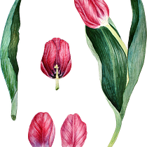 Il mio progetto del corso: Illustrazione botanica con acquerello tulipani . Ilustração tradicional, Artes plásticas, Pintura, Desenho, Pintura em aquarela e Ilustração botânica projeto de carola_minazzi - 15.03.2022