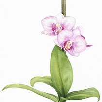 Mi Proyecto del curso: Acuarela realista para composiciones botánicas. Un projet de Illustration traditionnelle, Peinture, Dessin, Aquarelle et Illustration botanique de Barbara Navarrete Matus - 13.03.2022
