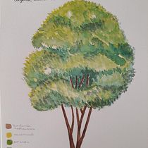Meu projeto do curso: Caderno botânico em aquarela. Projekt z dziedziny Trad, c, jna ilustracja, Malowanie akwarelą, R, sunek botaniczn i Sketchbook użytkownika Cilene Pares - 04.03.2022