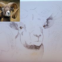 Mijn project van de cursus: Expressieve dierlijke portretten in aquarel. Projekt z dziedziny Trad, c, jna ilustracja, Malowanie akwarelą, R, sunek realist, czn, Ilustracja naturalist i czna użytkownika Suzy Nuyts - 17.03.2022