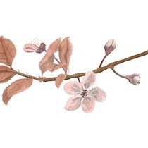 Mi Proyecto del curso: Ilustración botánica con acuarela. Ilustração tradicional, Artes plásticas, Pintura, Desenho, Pintura em aquarela e Ilustração botânica projeto de Tchela Mbumba Rodríguez - 18.03.2022