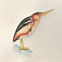 My project for course: Naturalist Bird Illustration with Watercolors. Ilustração tradicional, Pintura em aquarela, Desenho realista e Ilustração naturalista projeto de caromarcotte - 18.03.2022