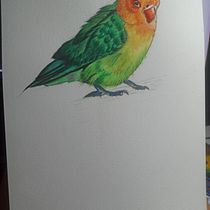 Mi Proyecto del curso: Ilustración naturalista de aves con acuarela. Ilustração tradicional, Pintura em aquarela, Desenho realista e Ilustração naturalista projeto de adrianmarcos1994 - 19.03.2022