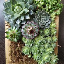 Mi Proyecto del curso: Diseño y creación de composiciones botánicas. Un proyecto de Diseño de interiores, Paisajismo, Decoración de interiores, DIY, Diseño floral y vegetal de emateosmorenas - 19.03.2022