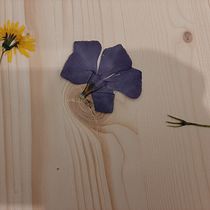 Mi Proyecto del curso: Técnicas básicas de prensado botánico. Arts, Crafts, Fine Arts, Collage, DIY, Floral, and Plant Design project by Daniel - 03.19.2022