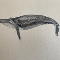 My project for course: Naturalist Illustration Techniques: Whales in Watercolor. Un progetto di Illustrazione tradizionale, Design di poster , Illustrazione digitale e Manga di Murielle A Hoodfar-Kamayah - 20.03.2022