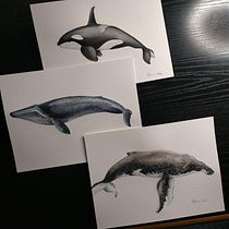 Il mio progetto del corso: Tecniche di illustrazione naturalistica: balene ad acquerello. Traditional illustration, Fine Arts, Painting, Sketching, Creativit, Pencil Drawing, Drawing, Watercolor Painting, Realistic Drawing, and Naturalistic Illustration project by Stefania Ciucani - 03.20.2022