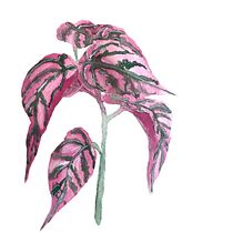 Meu projeto do curso: Ilustração botânica com aquarela. Ilustração tradicional, Artes plásticas, Pintura, Desenho, Pintura em aquarela e Ilustração botânica projeto de Daise Morais - 23.03.2022