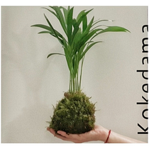 Mi Proyecto del curso: Kokedamas: crea macetas naturales de musgo. Arts, Crafts, Interior Design, L, scape Architecture, Decoration, DIY, Floral, and Plant Design project by Laura Quiñones - 06.06.2021