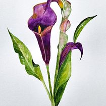 Purple Calla Lily. Ilustração tradicional, Artes plásticas, Pintura, Desenho, Pintura em aquarela e Ilustração botânica projeto de Alissa Saenz - 05.04.2022