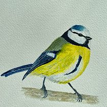 Mein Kursprojekt: Illustriere Vögel mit expressiven Aquarelltechniken. Traditional illustration, Watercolor Painting, Realistic Drawing, and Naturalistic Illustration project by daniela.roeckl - 04.05.2022