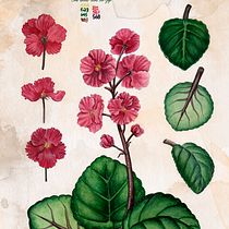 Meu projeto do curso: Ilustração botânica com aquarela. Ilustração tradicional, Artes plásticas, Pintura, Desenho, Pintura em aquarela e Ilustração botânica projeto de Joana Cristina Santana Alves - 07.04.2022