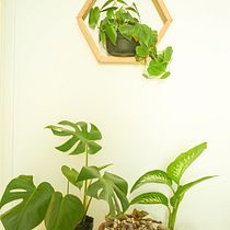 Mi Proyecto del curso: Estilismo y decoración del hogar con plantas. Design interativo, Decoração de interiores, Interiores, DIY, Design floral e vegetal, e Design de espaços projeto de Casa Philos - 07.04.2022