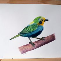 Mi Proyecto del curso: Ilustración naturalista de aves con acuarela. Ilustração tradicional, Pintura em aquarela, Desenho realista e Ilustração naturalista projeto de julianauribeperez - 07.04.2022