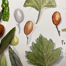 Mi Proyecto del curso: Cuaderno botánico en acuarela. Projekt z dziedziny Trad, c, jna ilustracja, Malowanie akwarelą, R, sunek botaniczn i Sketchbook użytkownika Rauli Huenuan - 13.04.2022