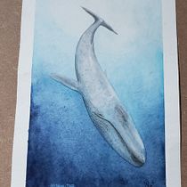 Meu projeto do curso: Técnicas de ilustração naturalista: baleias em aquarela. Un progetto di Illustrazione tradizionale e Pittura ad acquerello di Priscila Freitas - 15.04.2022