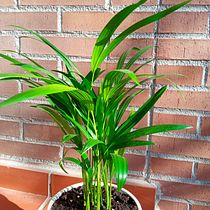 Mi Proyecto del curso: Kokedamas: crea macetas naturales de musgo. Arts, Crafts, Interior Design, L, scape Architecture, Decoration, DIY, Floral, and Plant Design project by Eva Bañón Amoros - 04.18.2022