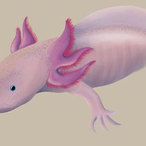 Mi Proyecto del curso: Ilustración naturalista de animales con Procreate. Un proyecto de Ilustración tradicional, Ilustración digital e Ilustración naturalista				 de Luis Alberto Torres Patiño - 15.04.2022