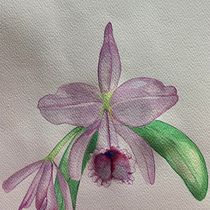 Mi Proyecto del curso: Ilustración botánica con acuarela. Ilustração tradicional, Artes plásticas, Pintura, Desenho, Pintura em aquarela e Ilustração botânica projeto de Maria Fernanda Hurtado - 27.04.2022