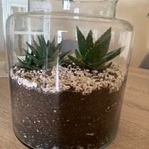 Mi Proyecto del curso: Arte vegetal: crea tu propio terrario abierto. Interior Design, L, scape Architecture, Decoration, DIY, Floral, and Plant Design project by Jennifer - 04.27.2022