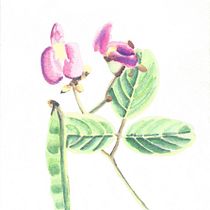 My project for course: Botanical Illustration with Watercolors. Ilustração tradicional, Artes plásticas, Pintura, Desenho, Pintura em aquarela e Ilustração botânica projeto de Amanda Merry - 29.04.2022