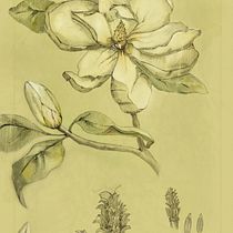 My project for course: Botanical Illustration: From Notebook to Print. Projekt z dziedziny Trad, c, jna ilustracja, Sketching,  R, sunek, R, sunek botaniczn, Sketchbook,  R i sunek atramentem użytkownika Anastasia - 29.04.2022