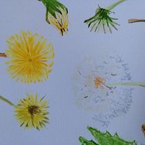 Paardenbloem, diente de léon, dandelion. Ilustração tradicional, Artes plásticas, Pintura, Desenho, Pintura em aquarela e Ilustração botânica projeto de miekejjager - 08.05.2022