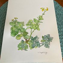 My project for course: Botanical Sketchbooking: A Meditative Approach. Ilustração tradicional, Esboçado, Desenho, Pintura em aquarela, Ilustração botânica, e Sketchbook projeto de childscheryl - 15.05.2022