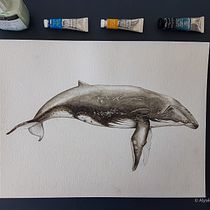 My project for course: Naturalist Illustration Techniques: Whales in Watercolor. Un progetto di Illustrazione tradizionale, Design di poster , Illustrazione digitale e Manga di Alysée Durand Robin - 16.05.2022