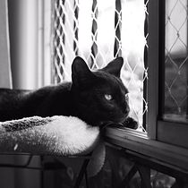 Mi proyecto final del curso: Fotografía lifestyle de perros. Un projet de Photographie, Photographie de portrait, Photographie pour Instagram, Photographie documentaire, Photographie lifest , et le de Luz Quintana - 13.05.2022