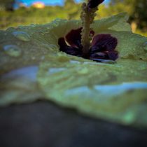 Meu projeto do curso: Fotografia profissional: gestão de carreira para freelance. Projekt z dziedziny Fotografia, Doradztwo kreat, wne i Zarządzanie projektowaniem użytkownika Gabriela Nascimento Silva - 11.05.2022