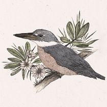 Mi proyecto del curso: Martín pescador. Traditional illustration, Drawing, Realistic Drawing, and Naturalistic Illustration project by Sabrin Deirani - 05.18.2022