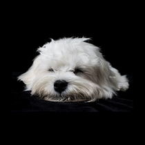 Mi proyecto del curso: Introducción a la fotografía de perros. Un projet de Photographie, Photographie de portrait, Photographie de studio, Photographie documentaire, Photographie lifest, le , et Photographie intérieure de Sonia - 22.05.2022