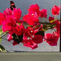 Meu projeto do curso: Aquarela floral: conecte-se com a natureza. Ilustração tradicional, Pintura, Pintura em aquarela e Ilustração botânica projeto de Roberta Cavalcante - 22.05.2022