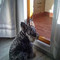 Mi proyecto del curso: Fotografía lifestyle de perros. Un projet de Photographie, Photographie de portrait, Photographie pour Instagram, Photographie documentaire, Photographie lifest , et le de Francisco Javier Morcillo López - 23.05.2022