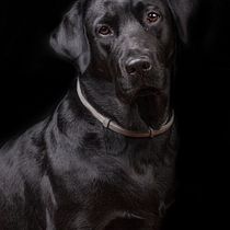 Il mio progetto del corso: Introduzione alla fotografia di cani. Un projet de Photographie, Photographie de portrait, Photographie de studio, Photographie documentaire, Photographie lifest, le , et Photographie intérieure de giulygrappeggia - 23.03.2022