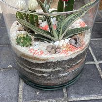 Mi proyecto del curso: Arte vegetal: crea tu propio terrario abierto. Interior Design, L, scape Architecture, Decoration, DIY, Floral, and Plant Design project by lopezap - 05.24.2022