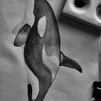 Mi proyecto del curso: Técnicas de ilustración naturalista: ballenas en acuarela. Un progetto di Illustrazione tradizionale, Design di poster , Illustrazione digitale e Manga di Diana Laura Rosas - 25.05.2022
