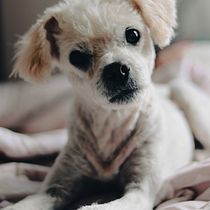 Mi proyecto del curso: Fotografía lifestyle de perros. Un projet de Photographie, Photographie de portrait, Photographie pour Instagram, Photographie documentaire, Photographie lifest , et le de Ixchel Aguilar - 28.05.2022