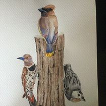 My project for course: Artistic Watercolor Techniques for Illustrating Birds. Traditional illustration, Watercolor Painting, Realistic Drawing, and Naturalistic Illustration project by binx_bob - 06.01.2022