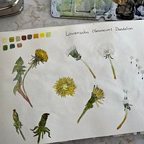 Mein Kursprojekt: Botanisches Zeichenheft: ein meditativer Ansatz. Ilustração tradicional, Esboçado, Desenho, Pintura em aquarela, Ilustração botânica, e Sketchbook projeto de Beate Heinzelmann - 05.06.2022