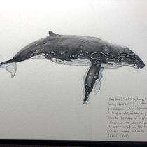My project for course: Naturalist Illustration Techniques: Whales in Watercolor. Un progetto di Illustrazione tradizionale, Design di poster , Illustrazione digitale e Manga di carolelstewart - 06.06.2022