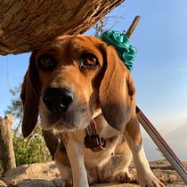 Mi proyecto del curso: Fotografía lifestyle de perros. Un projet de Photographie, Photographie de portrait, Photographie pour Instagram, Photographie documentaire, Photographie lifest , et le de Alejandra Veliz - 07.06.2022